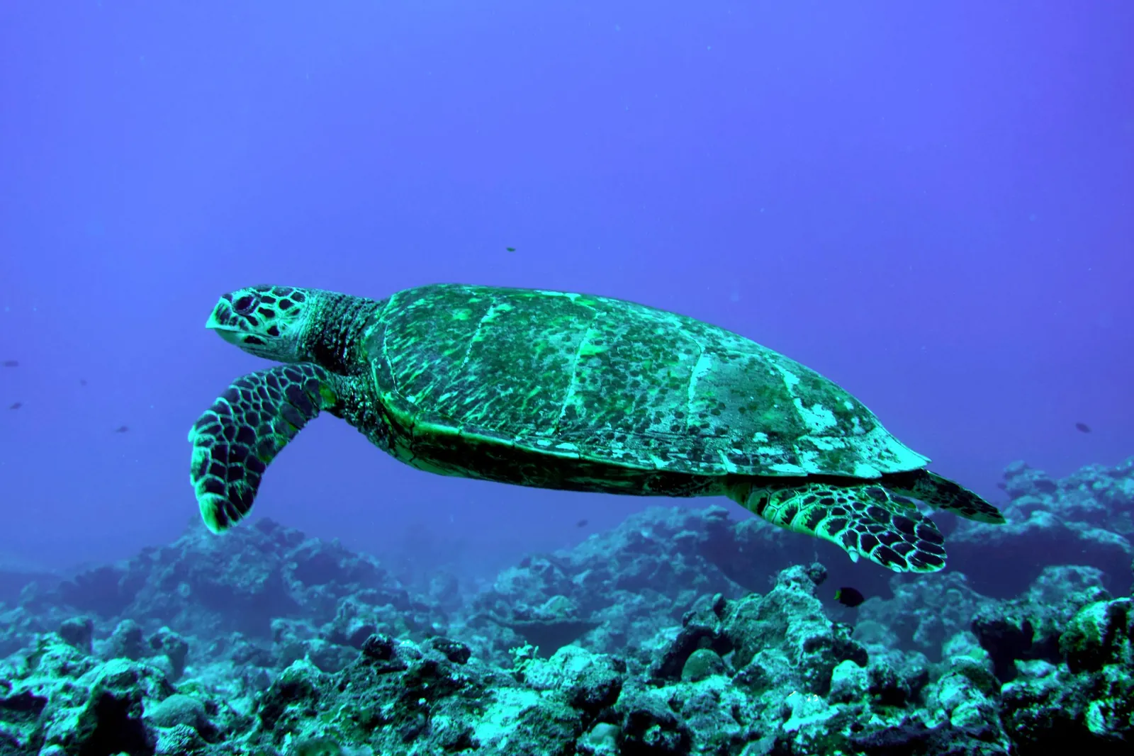 Hawksbill turtle over coral reef
